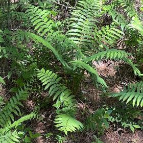 Photo of the plant species Cinnamon Fern by @PoisedWildtea1 named Sherlock on Greg, the plant care app