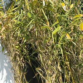 Photo of the plant species Umbrella Bamboo by @KeyFuscia51 named Huckleberry Fern on Greg, the plant care app