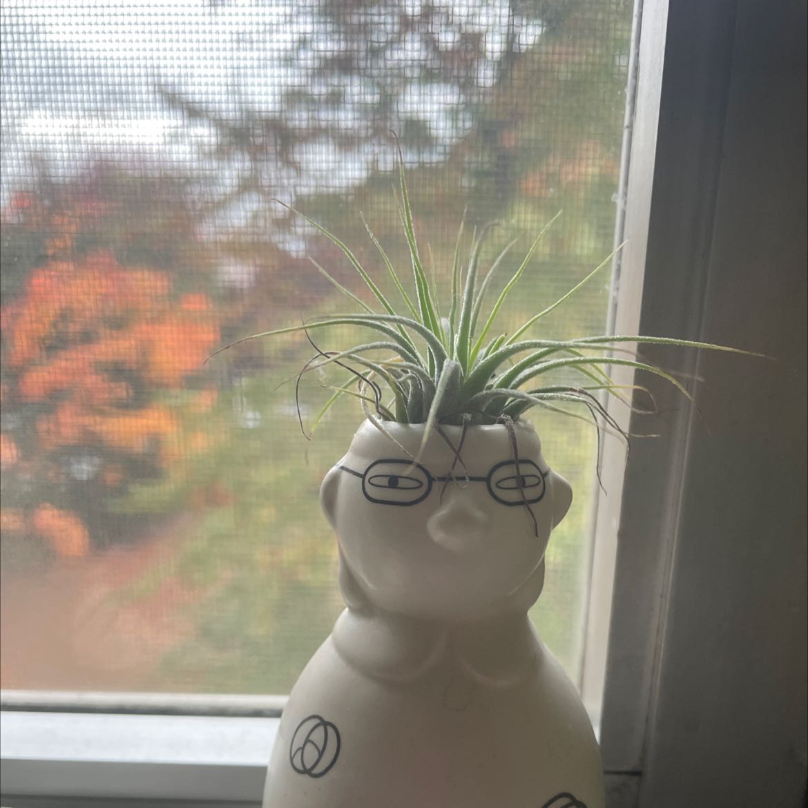 Small Ballmoss plant in a decorative pot near a window, appearing healthy.