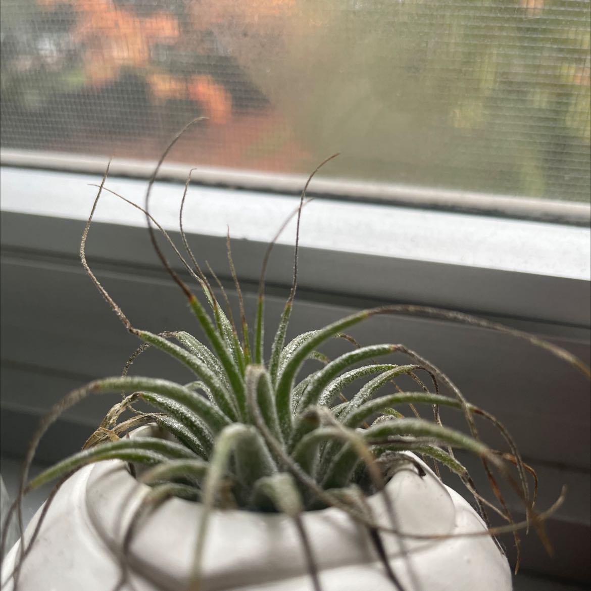 Small Ballmoss plant in a white pot on a windowsill with some browning leaf tips.