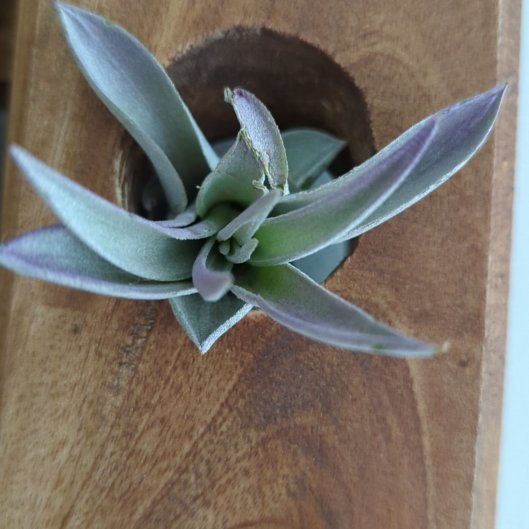 Photo of the plant species Lanceleaf Liveforever by @UnbeatenCosmo named Madonna on Greg, the plant care app