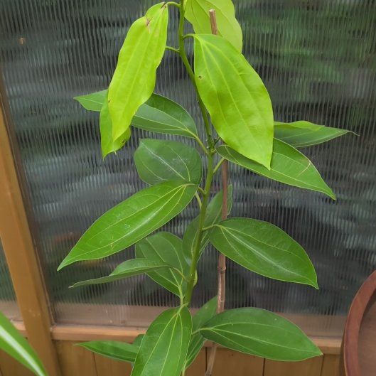 Photo of the plant species Cinnamon Tree by @StarMyagrum26 named Pax on Greg, the plant care app