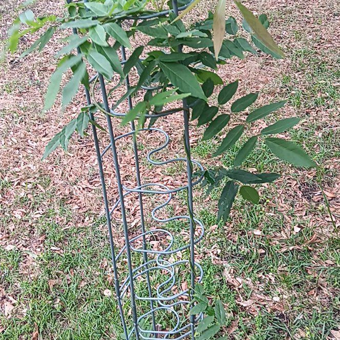 Photo of the plant species Amethyst Falls Wisteria by @PotentCoojong63 named Keanu Leaves on Greg, the plant care app