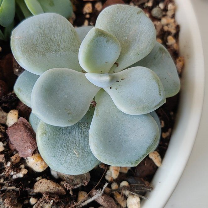 Photo of the plant species Porcelain Plant by @DeanStinkwort12 named Austen on Greg, the plant care app