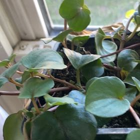 Photo of the plant species Lysimachia HILLIER™ Sunburst by @Minimoon1127 named Captain Plant-it on Greg, the plant care app