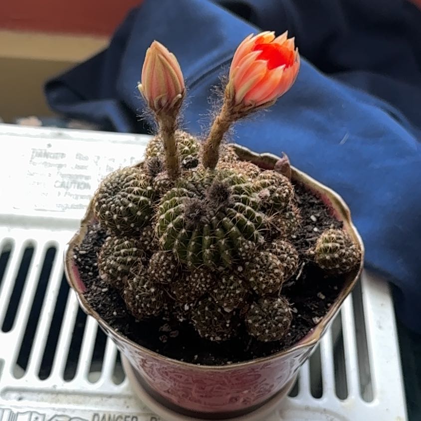 Photo of the plant species Spider Web Cactus by @LightPaleyucca named Homer on Greg, the plant care app