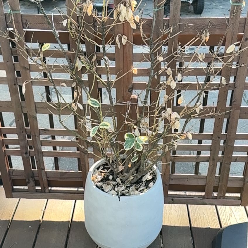 Photo of the plant species Silver King Euonymus by @WinAjwain60 named Maya on Greg, the plant care app