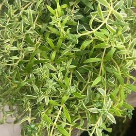 Photo of the plant species Sea Campion by @YesTitoki86 named Nemo on Greg, the plant care app