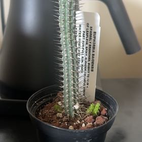 Photo of the plant species Euphorbia baioensis by @ElderMango49 named Orlando Bloom on Greg, the plant care app