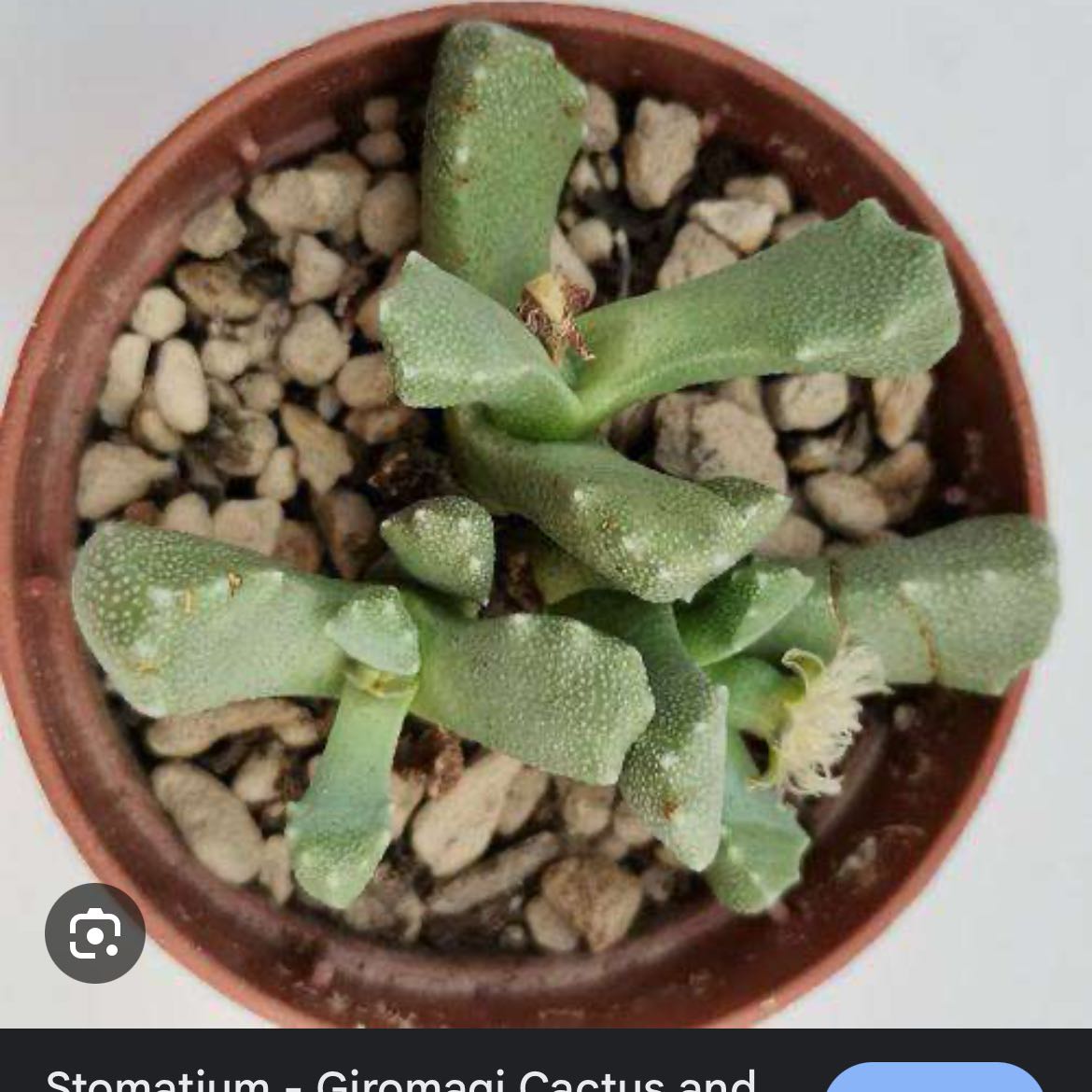 Photo of the plant species Musteline Stomatium by @ZanyCatmint31 named Sherlock on Greg, the plant care app