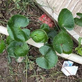 Photo of the plant species Beetleweed by @PrimoWildflower named Luna on Greg, the plant care app