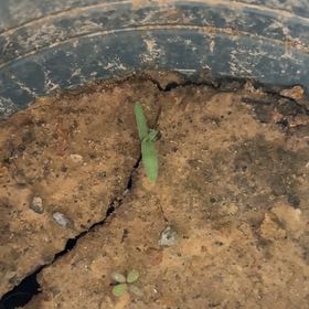 Photo of the plant species Carolina Mosquitofern by @PrimoWildflower named Eva on Greg, the plant care app