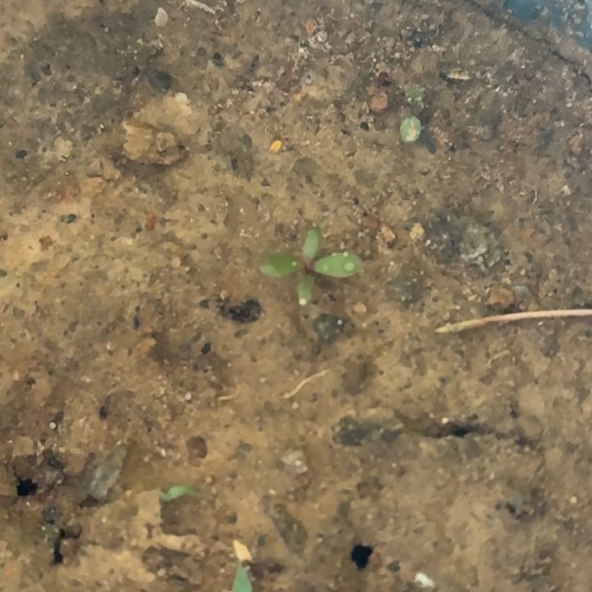 Photo of the plant species Spring Draba by @PrimoWildflower named Doja Cat on Greg, the plant care app