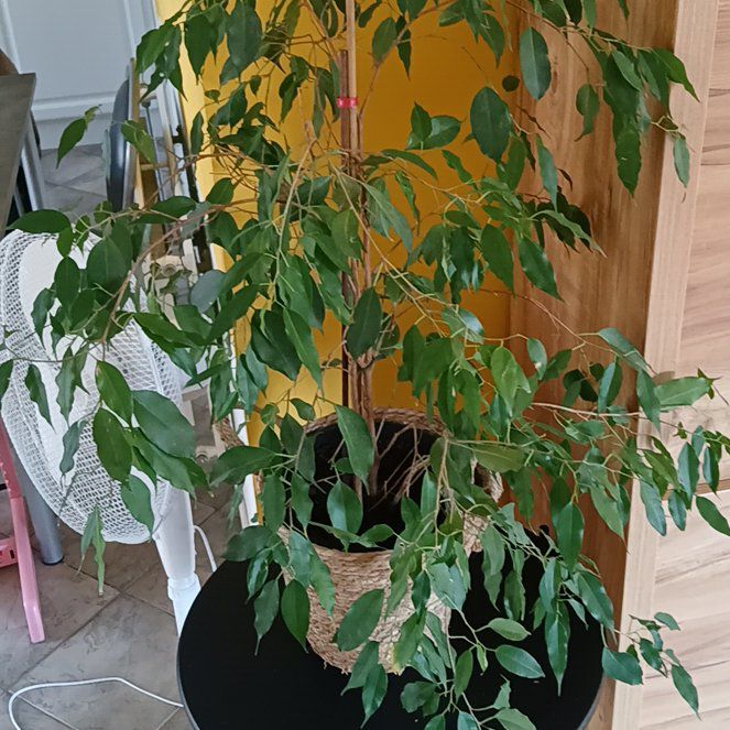 Photo of the plant species Weeping Fig Daniella by @HeadPotato79 named Danielle on Greg, the plant care app
