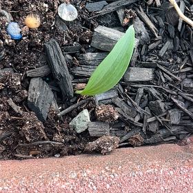 Photo of the plant species Solomon's Seal by @ZingBushhoya12 named Shakira on Greg, the plant care app