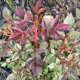 Photo of the plant species Redleaf Rose by @ZingBushhoya12 named Curie on Greg, the plant care app