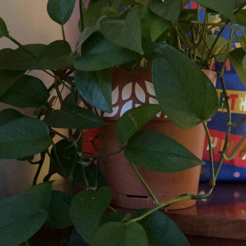 Photo of the plant species Alabama Supplejack by @SirCatmint45 named Sir Plancelot on Greg, the plant care app