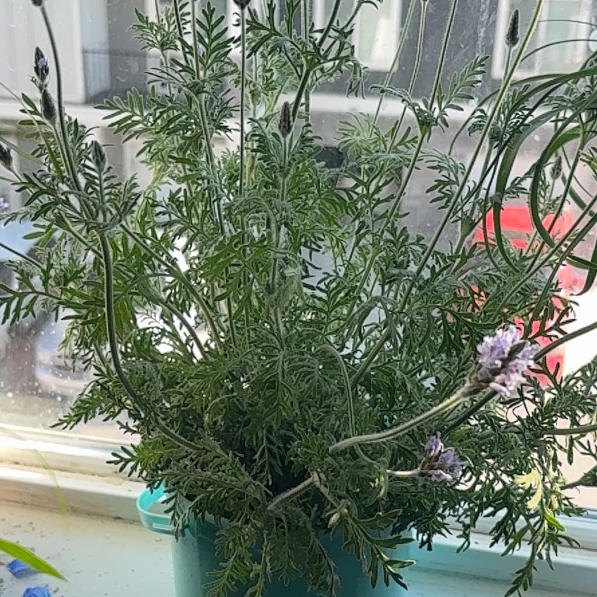 Photo of the plant species Fernleaf Lavendar by @UpliftingFern65 named Treeyoncé on Greg, the plant care app