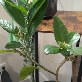 Photo of the plant species Bearss Lemon by @KeyPhalsa91 named Navajo on Greg, the plant care app