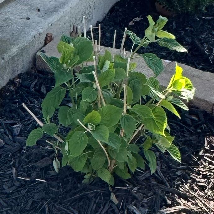 Photo of the plant species Hydrangea 'Incrediball' by @GutsyHedgemaple named Athena on Greg, the plant care app
