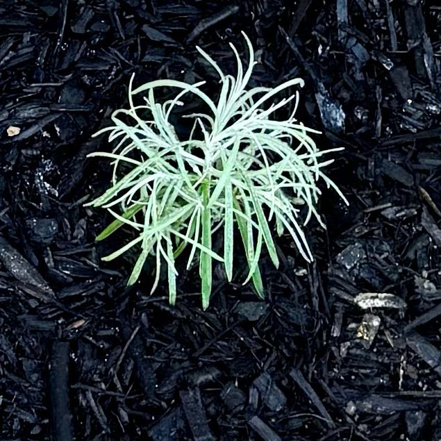 Photo of the plant species Helichrysum 'Icicles' by @GutsyHedgemaple named Elle on Greg, the plant care app