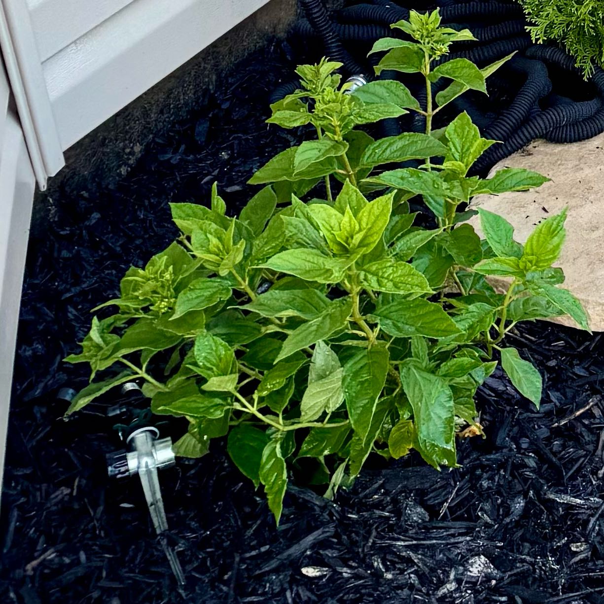 Photo of the plant species Little Lime Hydrangea by @GutsyHedgemaple named Achilles on Greg, the plant care app