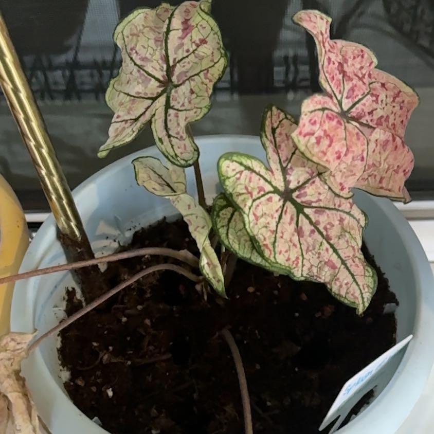 Photo of the plant species Splash of Wine Caladium by @WarmDeerfern59 named Athena on Greg, the plant care app