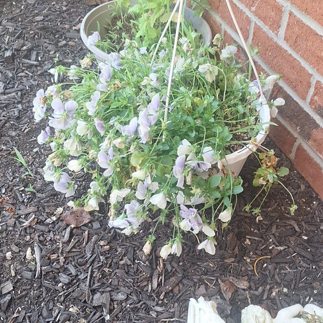 Photo of the plant species Wild Pansy by @SilkenOcotillo named Elle on Greg, the plant care app