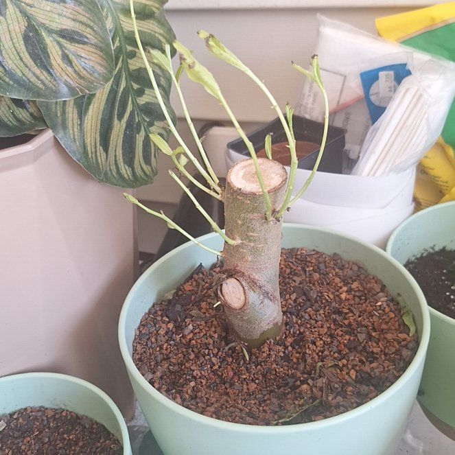 Photo of the plant species Weeping Willow Bonsai Tree by @SilkenOcotillo named Lola on Greg, the plant care app