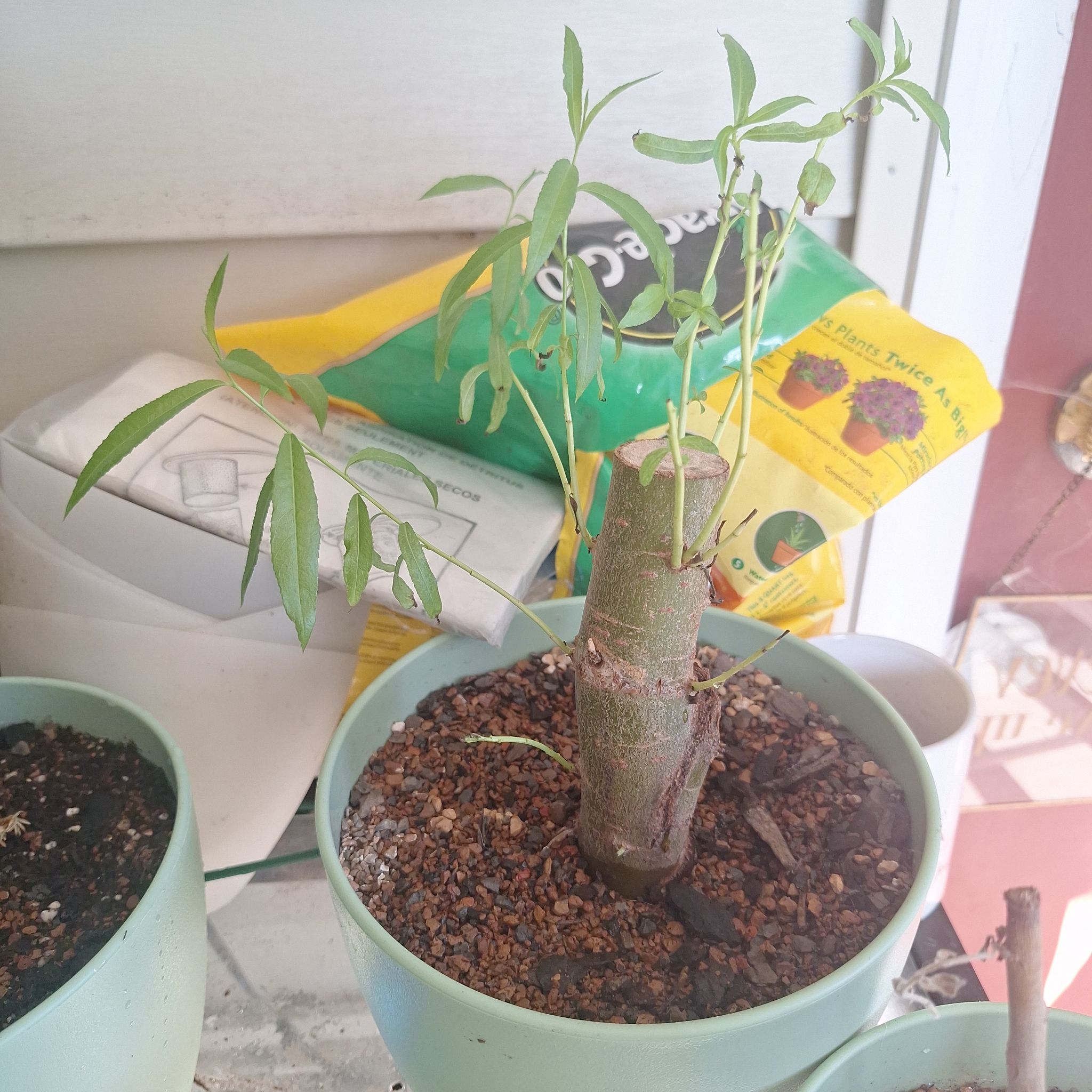 Photo of the plant species Weeping Willow Bonsai Tree by @SilkenOcotillo named Lola on Greg, the plant care app