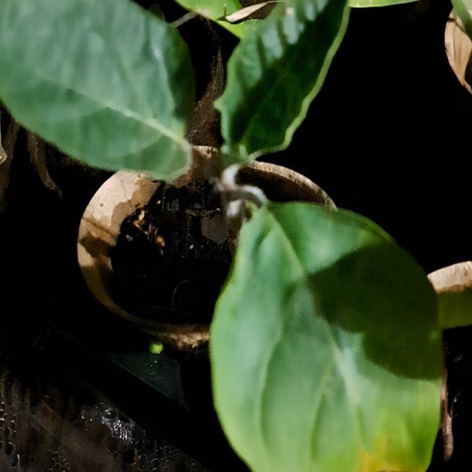 Photo of the plant species Silver Moon Plant by @IncisiveTutsan named Luna on Greg, the plant care app