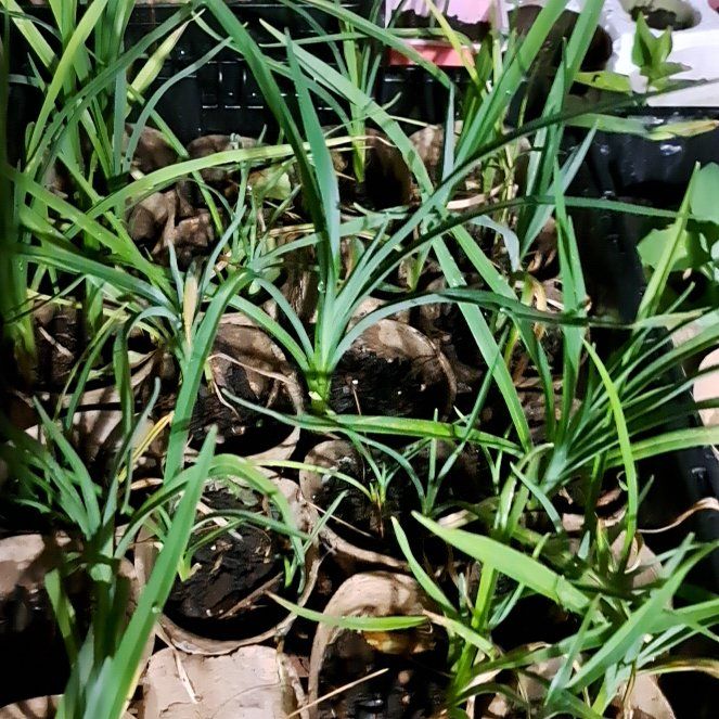 Photo of the plant species Snowdrop by @IncisiveTutsan named Darwin on Greg, the plant care app