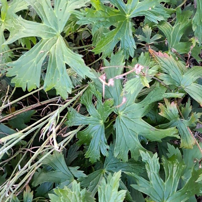 Photo of the plant species Meadow Geranium by @IncisiveTutsan named Lola on Greg, the plant care app