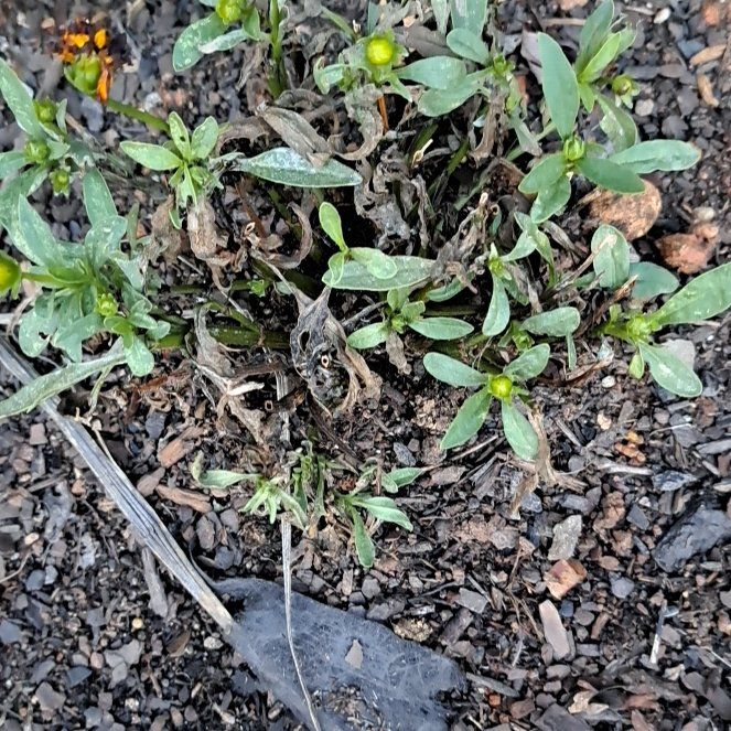 Photo of the plant species Mexican Creeping Zinnia by @IncisiveTutsan named Scarlett on Greg, the plant care app
