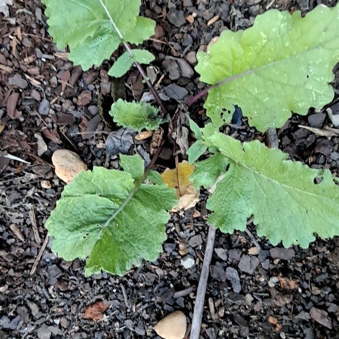 Photo of the plant species Chinese Mustard by @IncisiveTutsan named Captain Plant-it on Greg, the plant care app