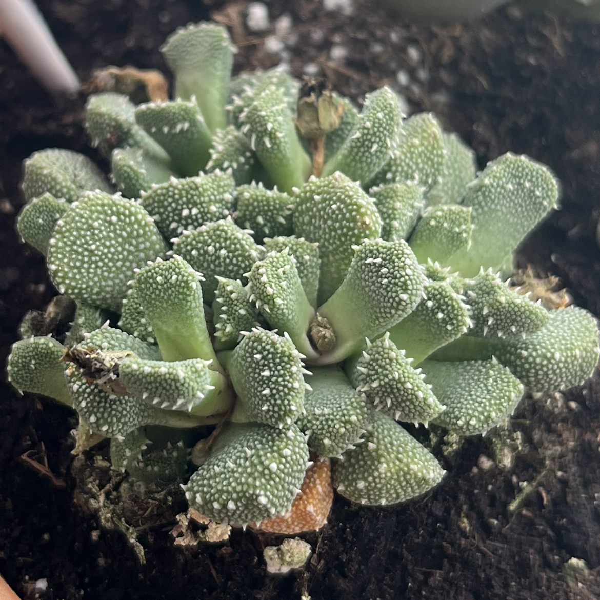 Photo of the plant species Aloinopsis luckhoffii by @squigg named Chiku-Chiku on Greg, the plant care app