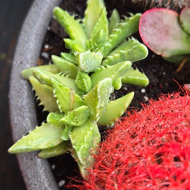 Photo of the plant species Mimicry Plant by @PluckyPipevine named Mimic on Greg, the plant care app