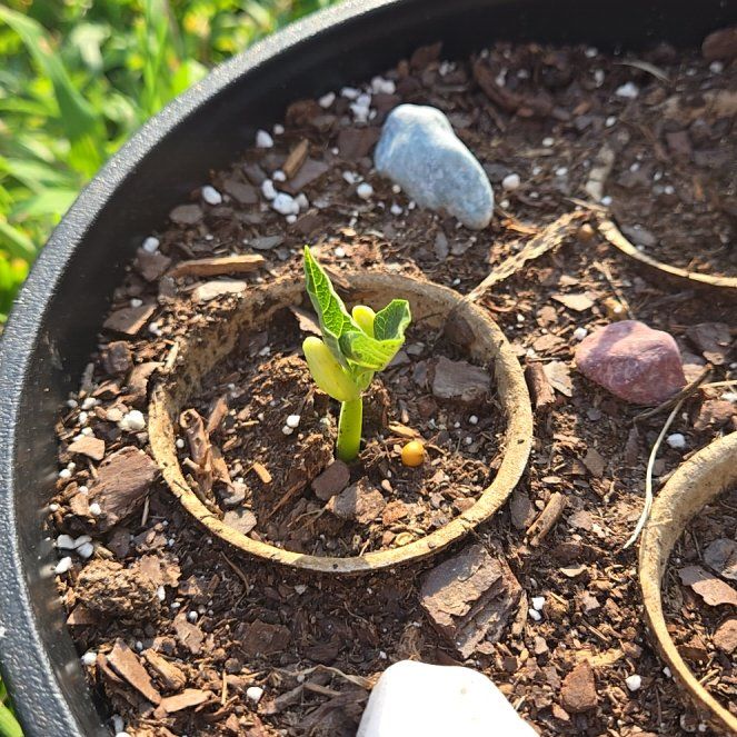 Photo of the plant species Blue Lake Bean by @PluckyPipevine named Pax on Greg, the plant care app
