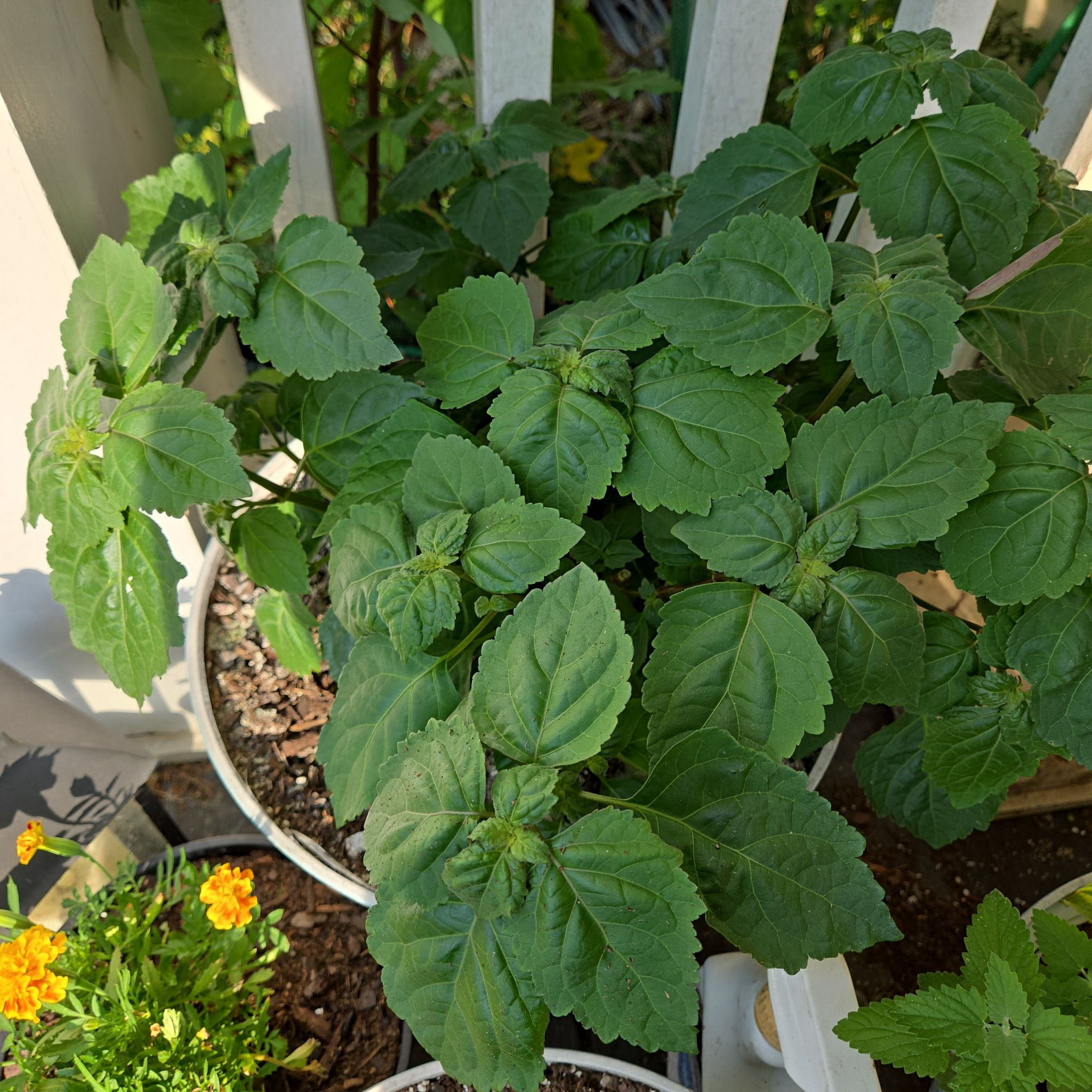 Photo of the plant species Patchouli by @PluckyPipevine named Delilah on Greg, the plant care app