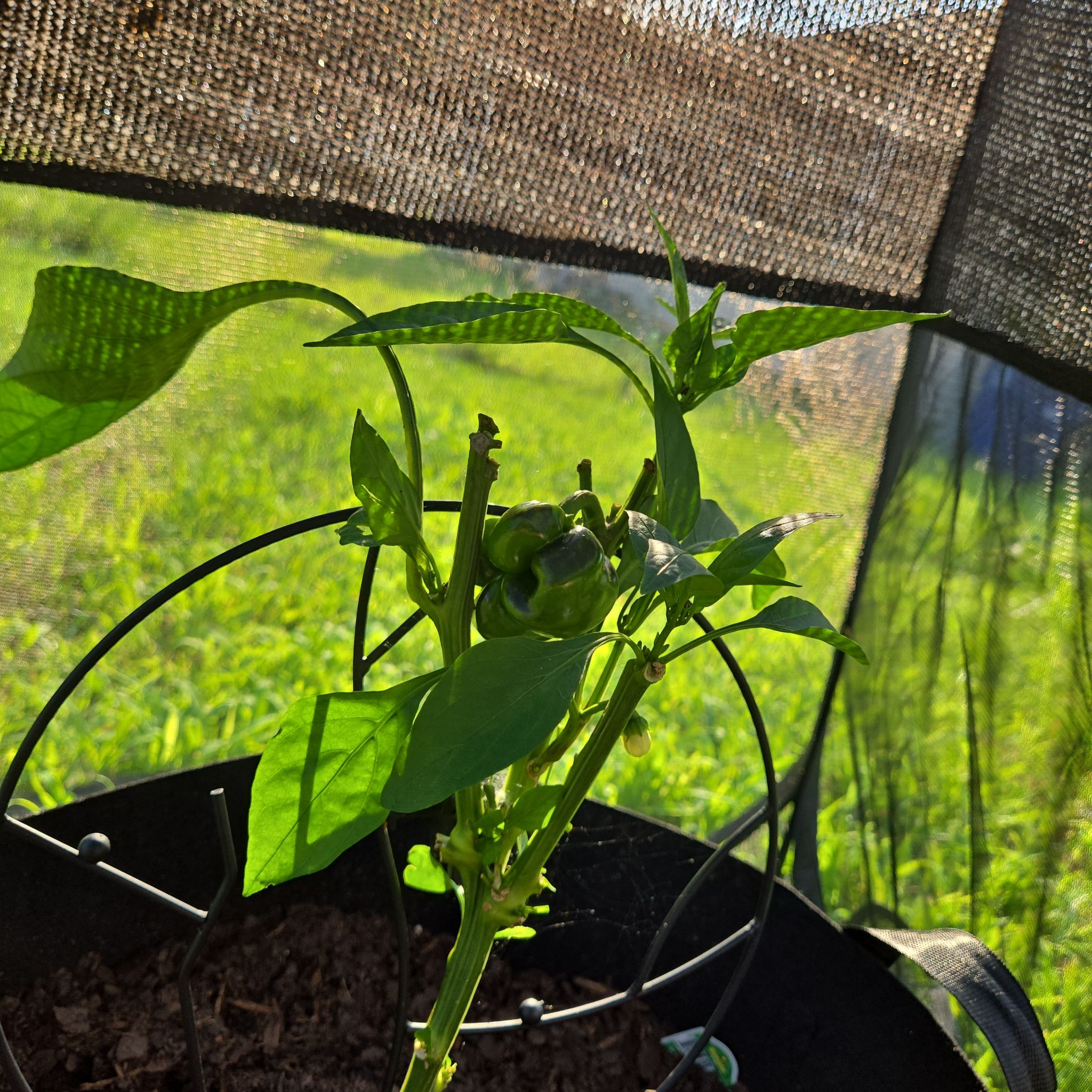 Photo of the plant species Bell Pepper 'Better Bell' by @PluckyPipevine named Spicy Boi on Greg, the plant care app