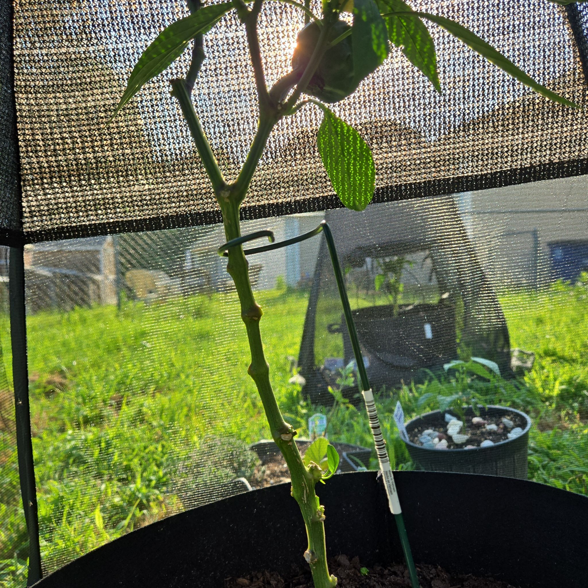 Photo of the plant species Redskin Bell Pepper by @PluckyPipevine named Red on Greg, the plant care app