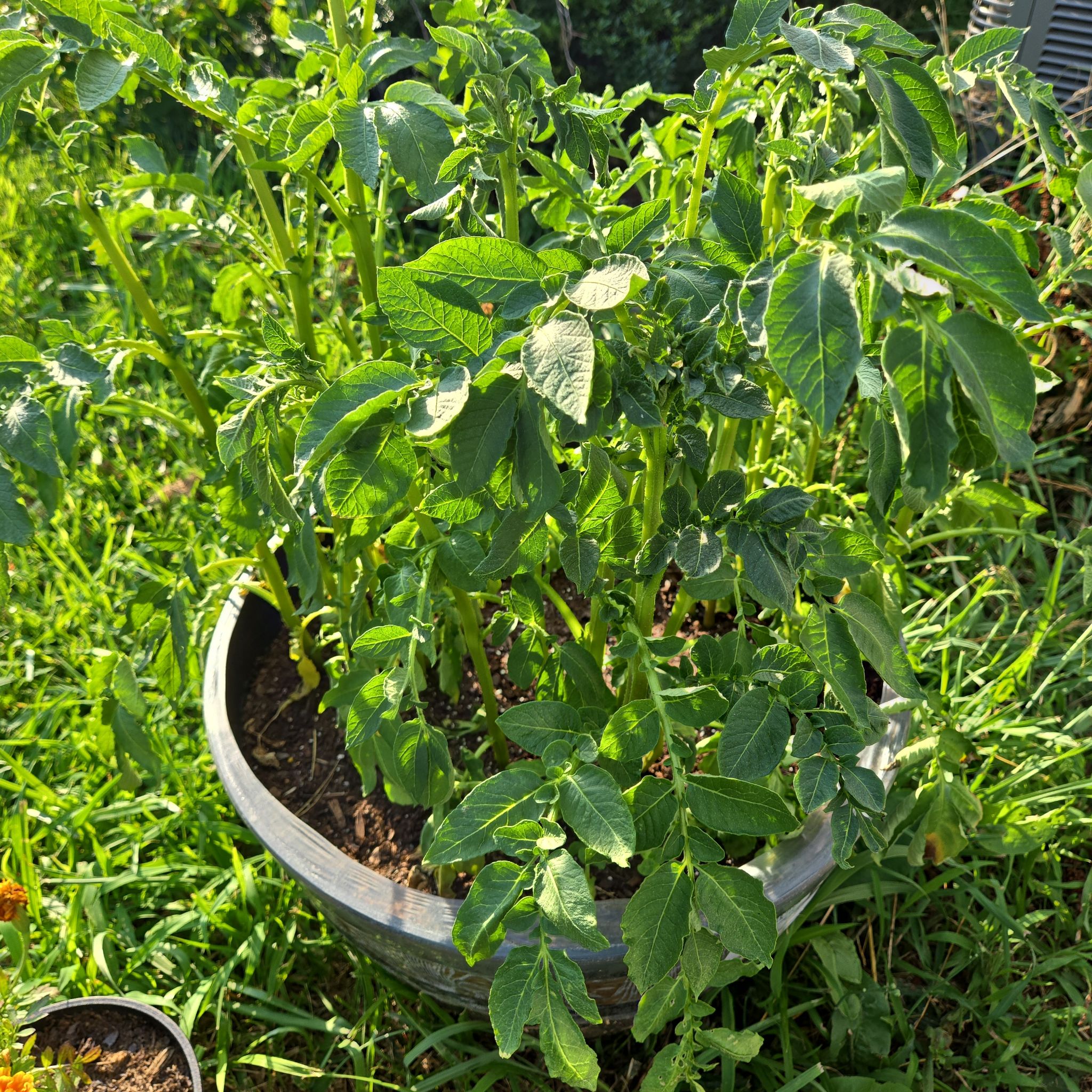Photo of the plant species Yukon Gold Potato by @PluckyPipevine named Collective Two on Greg, the plant care app