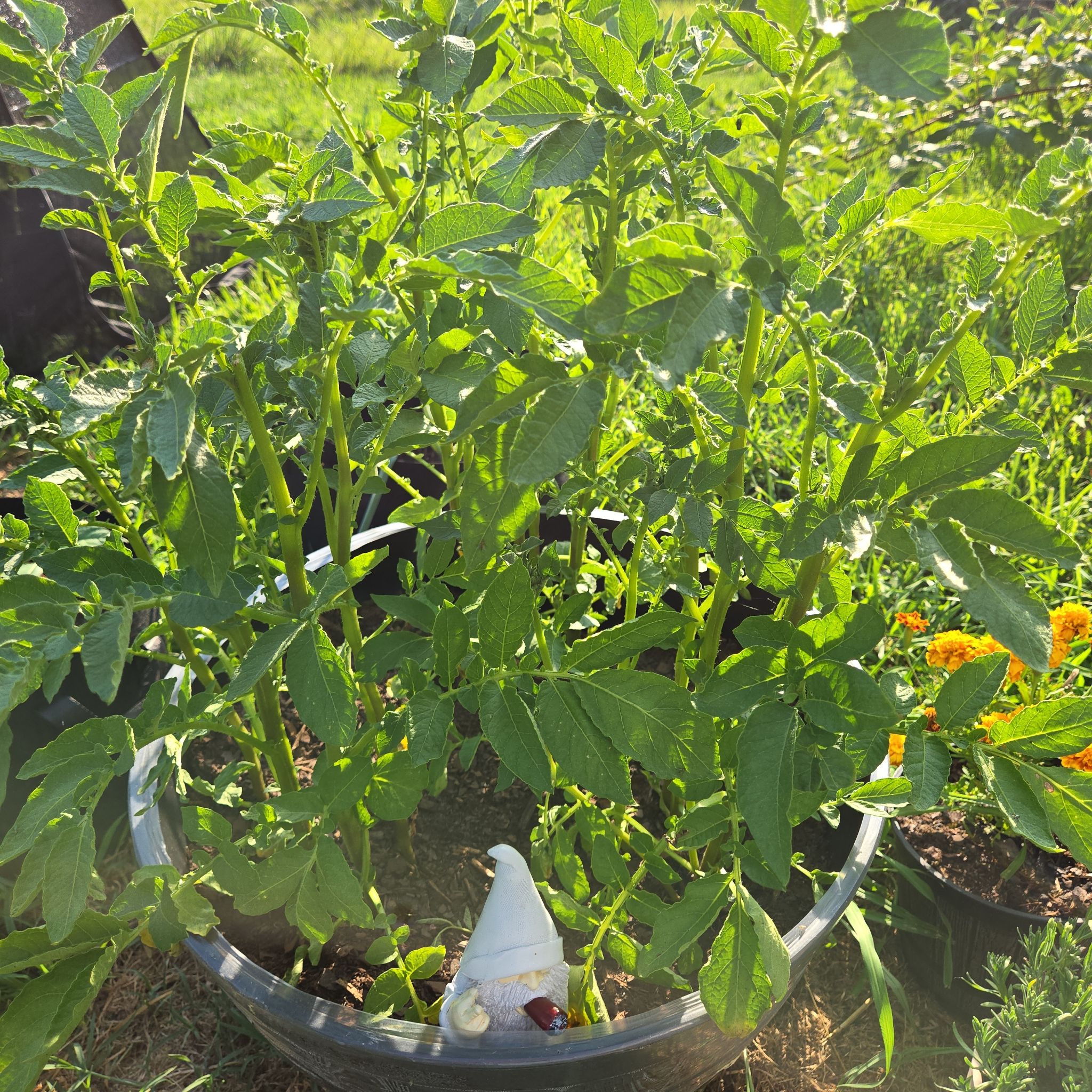 Photo of the plant species Yukon Gold Potato by @PluckyPipevine named Collective One on Greg, the plant care app