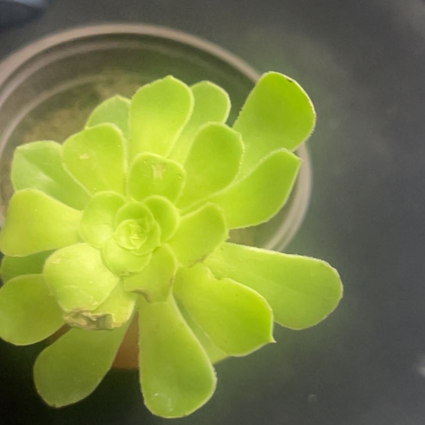 Photo of the plant species Aeonium urbicum 'Dinner Plate' by @ChipperAtom77 named Maddie on Greg, the plant care app