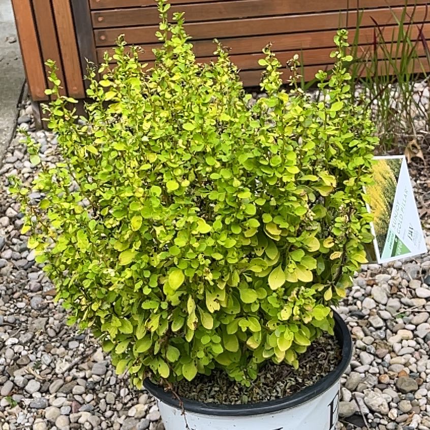 Photo of the plant species barberry by @TiptopJiaogulan named Zion on Greg, the plant care app