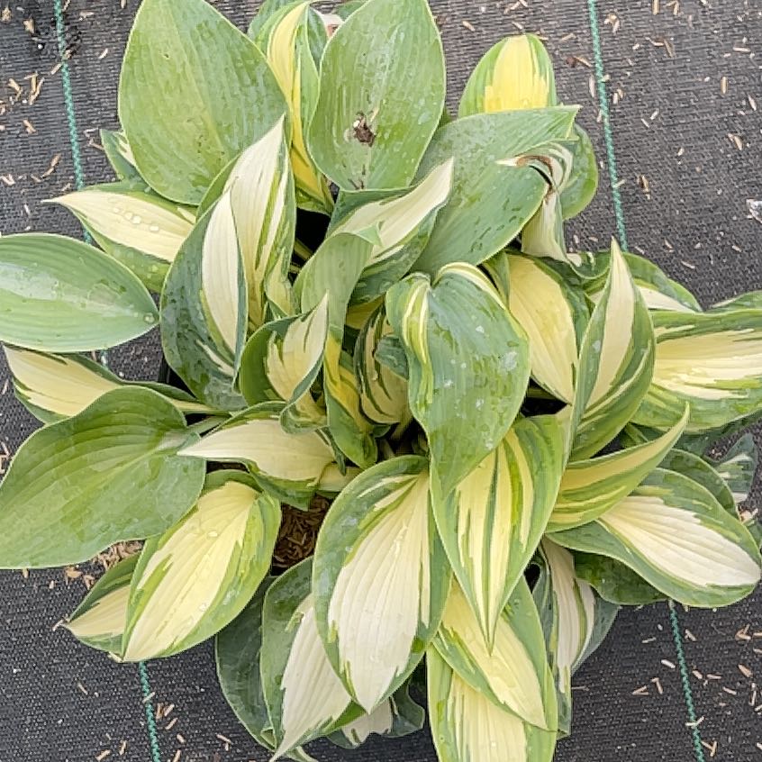 Photo of the plant species Hosta 'High Society' by @TiptopJiaogulan named Leonardo on Greg, the plant care app