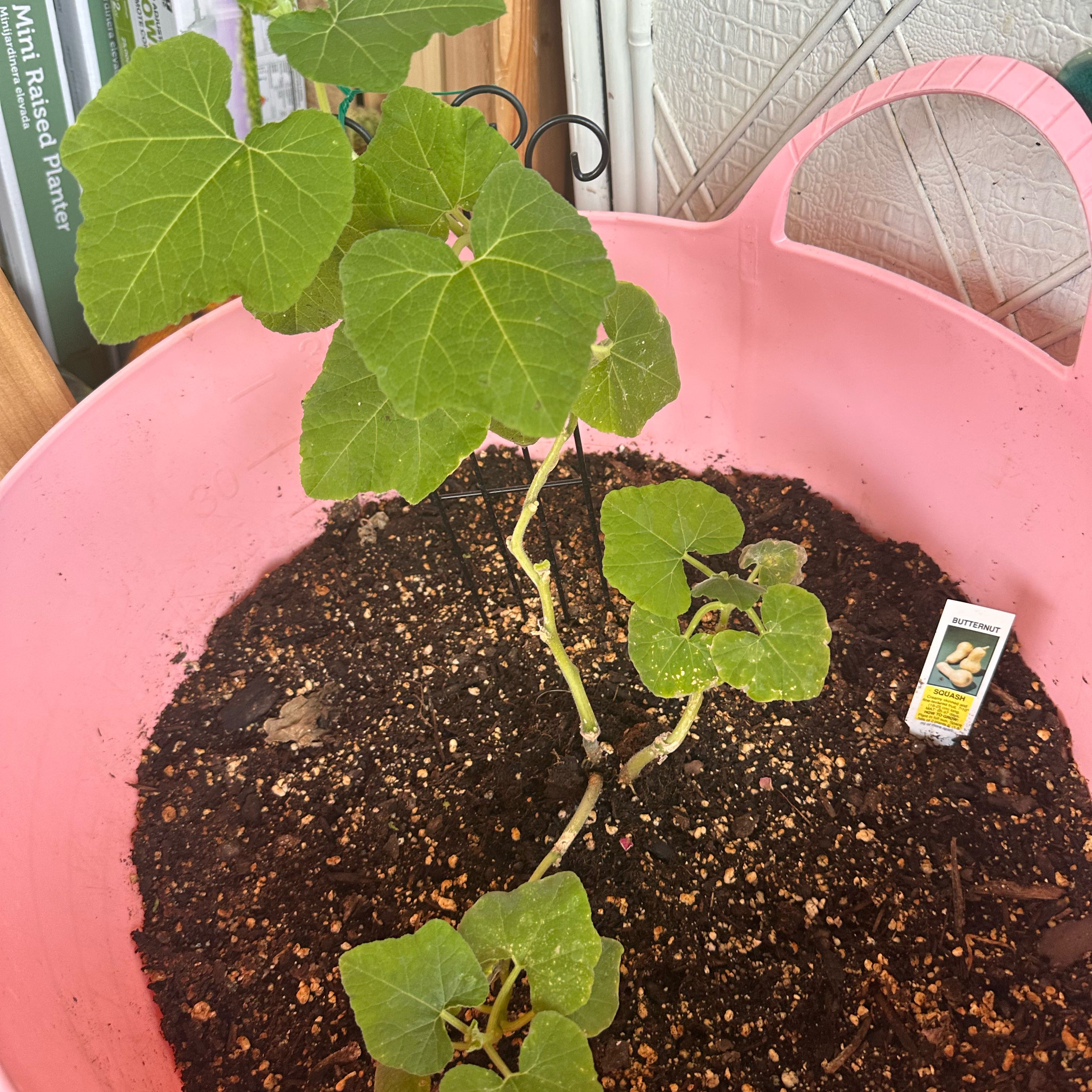 Photo of the plant species Butternut Squash by @ThatCatLady named Sanders on Greg, the plant care app