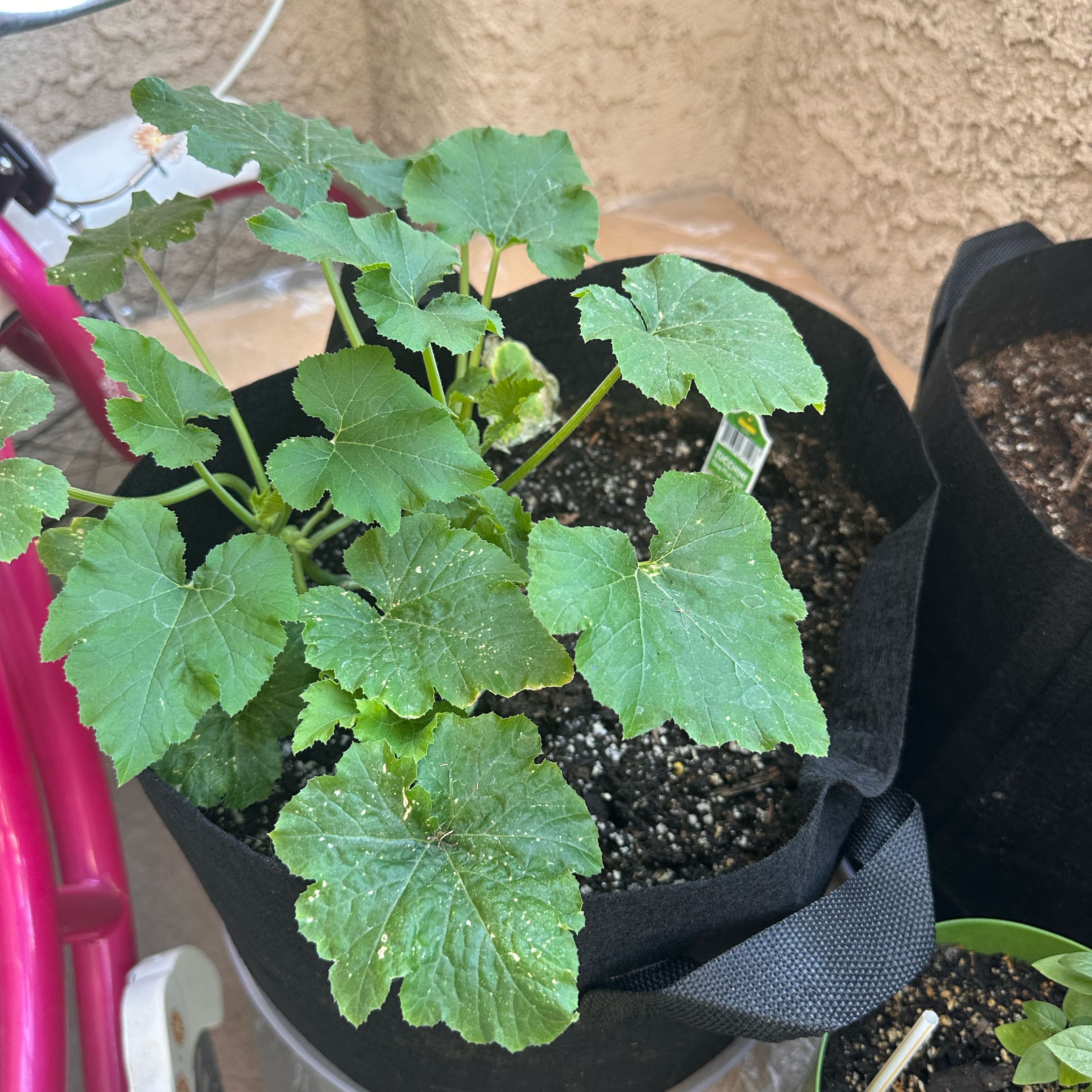 Photo of the plant species Golden Zucchini by @ThatCatLady named Foxxy on Greg, the plant care app