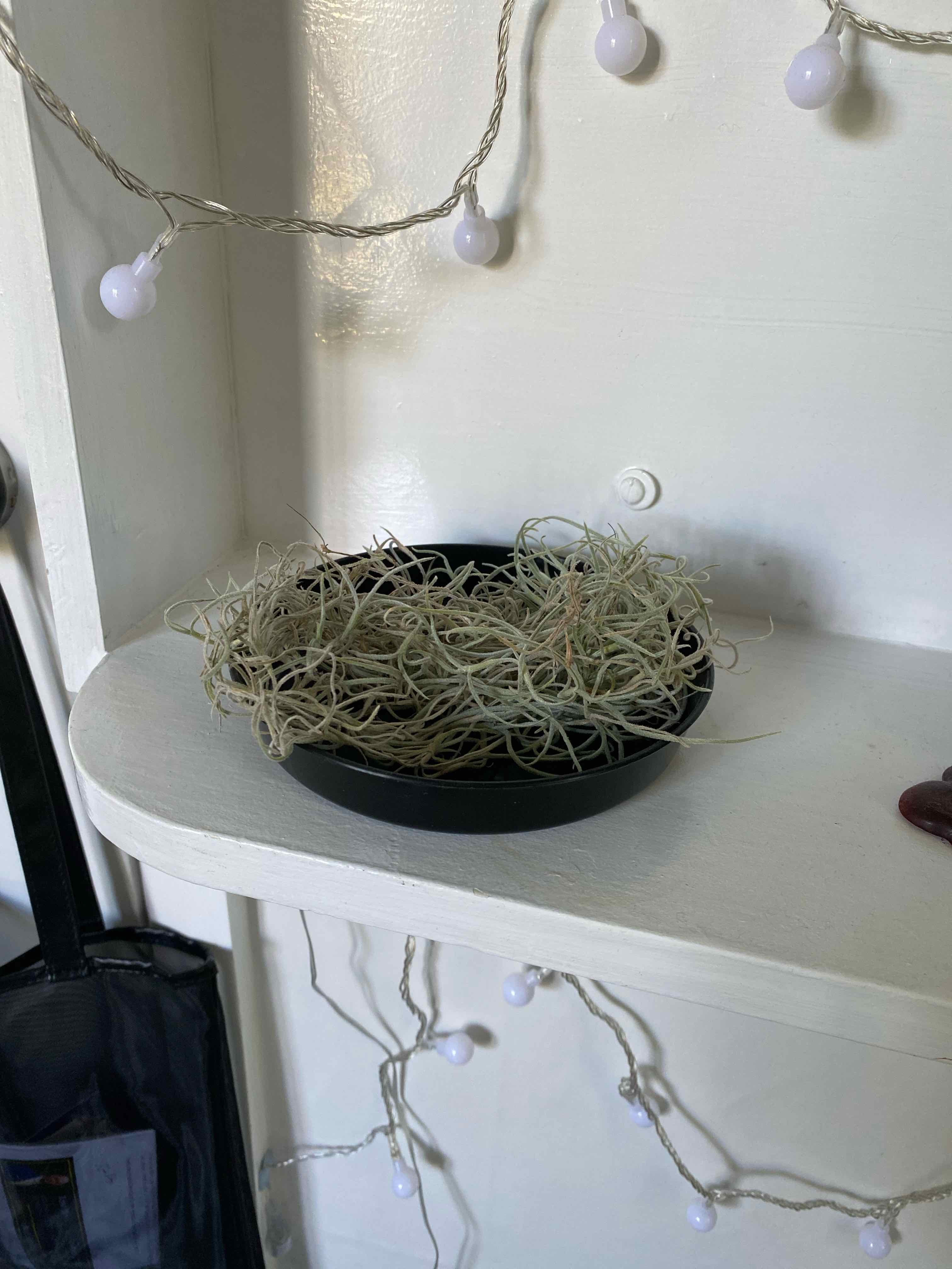 Spanish Moss in a black dish on a white shelf with decorative string lights.