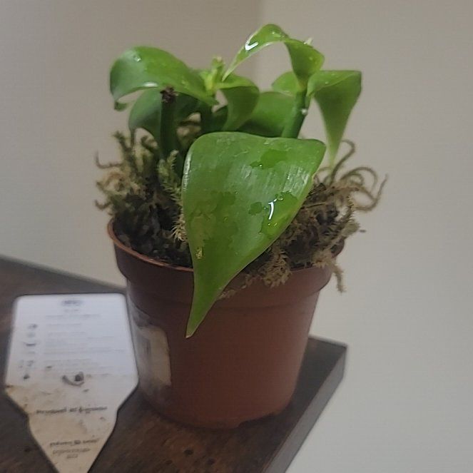 Photo of the plant species Flat Leafed Vanilla by @YardChervil15 named Osmo on Greg, the plant care app